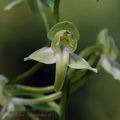 Platanthera_chlorantha_al3378