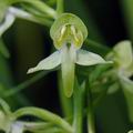 Platanthera_chlorantha_al3385