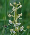 Platanthera_chlorantha_d0616