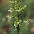 Platanthera_holmboei_ae2650