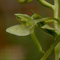 Platanthera_holmboei_ae2652