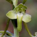 Platanthera_holmboei_ae2657