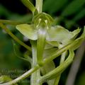 Platanthera_holmboei_ae2658