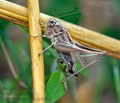 Platycleis_tessellata_dy9743s