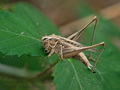 Platycleis_tessellata_dy9823s