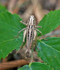 Platycleis_tessellata_dy9940s