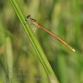 Platycnemis_acutipennis_bg1464