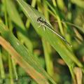 Platycnemis_latipes_bg1455