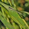 Platycnemis_latipes_bg1460