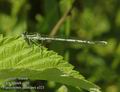 Platycnemis_pennipes_a321