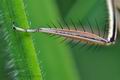 Platycnemis_pennipes_cd1681
