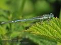 Platycnemis_pennipes_hb0277