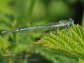 Platycnemis_pennipes_hb0277