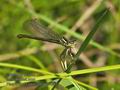 Platycnemis_pennipes_pf4647