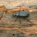 Platynus_assimilis_ag5632