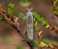 Platytes_alpinella_cy1430s