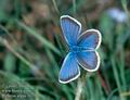 Plebejus_argus_10276