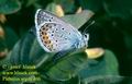 Plebejus_argus_406