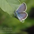 Plebejus_argus_ai2696