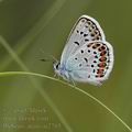 Plebejus_argus_ai2783