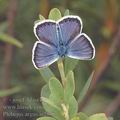 Plebejus_argus_ai2858