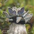 Plebejus_argus_ai3030