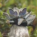 Plebejus_argus_ai3030