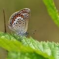 Plebejus_argus_bd2068