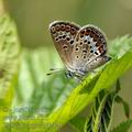 Plebejus_argus_bd2141