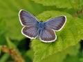 Plebejus_argus_br7583