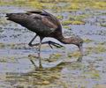 Plegadis_falcinellus_ph3751