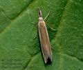 Pleurota_aristella_jh4496s