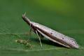 Pleurota_bicostella_cl7405s