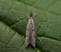 Pleurota_gallicella_ji3456s