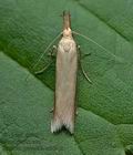 Pleurota_pyropella_cs9691s