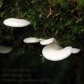 Pleurotus_columbinus_al8888