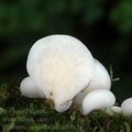 Pleurotus_columbinus_al8892