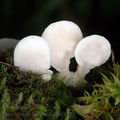 Pleurotus_columbinus_al8893