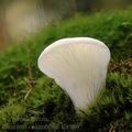 Pleurotus_columbinus_al8896