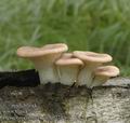 Pleurotus_cornucopiae_ab2752