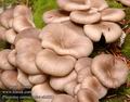 Pleurotus_cornucopiae_ab2951