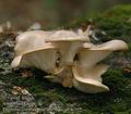 Pleurotus_cornucopiae_ab2964