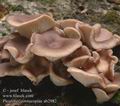 Pleurotus_cornucopiae_ab2982