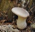 Pleurotus_dryinus_be3713