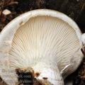 Pleurotus_dryinus_be3716