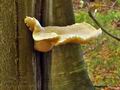 Pleurotus_dryinus_bt0336