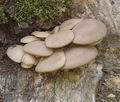 Pleurotus_ostreatus_a7444