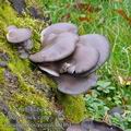 Pleurotus_ostreatus_b0461