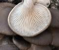 Pleurotus_ostreatus_bm9213