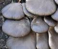 Pleurotus_ostreatus_bm9216